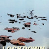 Lockdown | Letitia Vladislav