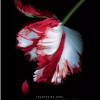 Luna noua | Stephenie Meyer