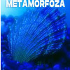 Metamorfoza | Petru Racolta