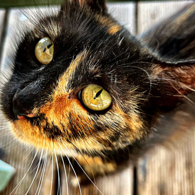 Ce-am mâncat în Thassos - Iunie 2025